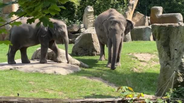 Elephants Enjoy Summer Day World Animals Relaxing Stock Video Footage — Video