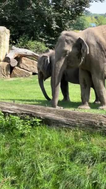 Elephants Enjoy Summer Day Vertical Video Social Media Relaxing Stock — Vídeo de stock