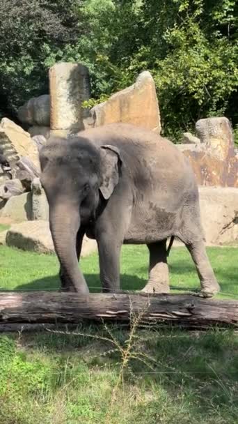 Elephants Enjoy Summer Day Vertical Video Social Media Relaxing Stock — Vídeo de stock