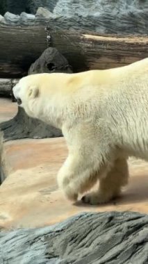 Polar bear. The world of animals. Vertical video for social media.