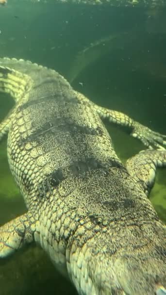 Gharial Swims Open Eyes Crocodile Eye Vertical Video — Αρχείο Βίντεο