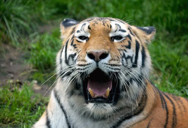 Tiger resting on the green grass. Eye of the tiger. The world of animals.