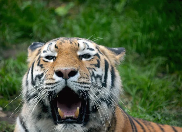 Potężne Zbliżenie Tygrysa Spojrzenie Tygrysa Oko Tygrysa Uśmiech Tygrysa Uśmiechnięty — Zdjęcie stockowe