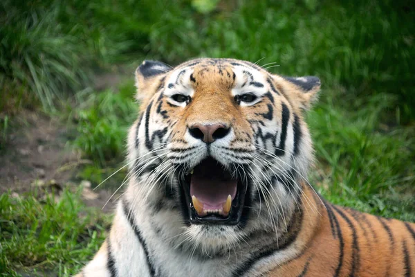 Powerful Tiger Close Gaze Tiger Eye Tiger Grin Tiger Grin — Stock Photo, Image