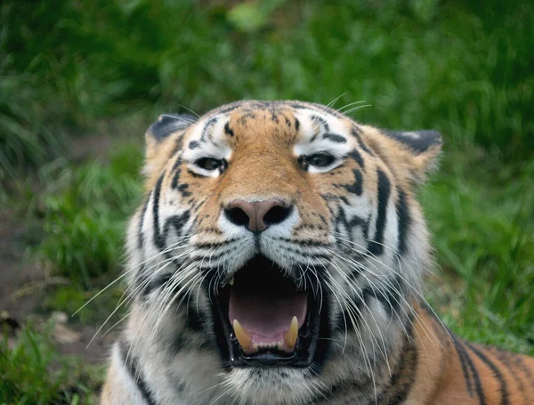 Poderoso Tigre Perto Olhar Tigre Olho Tigre Sorriso Tigre Tigre — Fotografia de Stock
