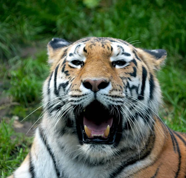 Puissant Gros Plan Tigre Regard Tigre Œil Tigre Sourire Tigre — Photo