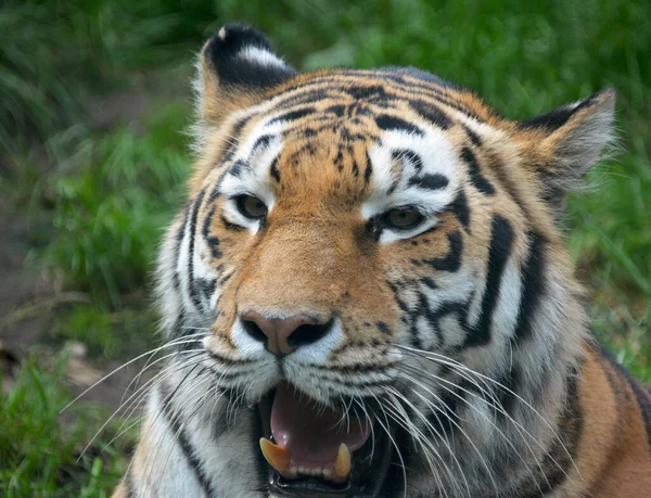 Tiger resting on the green grass. Eye of the tiger. The world of animals.