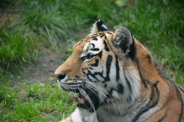 Poderoso Primer Plano Tigre Mirada Tigre Ojo Del Tigre Sonrisa —  Fotos de Stock