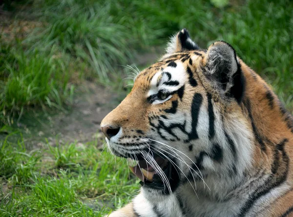 Tiger Resting Green Grass Eye Tiger World Animals — Stok fotoğraf