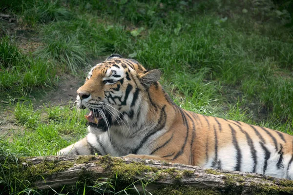 Tiger Resting Green Grass Eye Tiger World Animals — стоковое фото