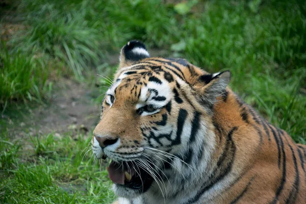 Silný Tygr Zblízka Pohled Tygra Tygří Oko Tygří Úšklebek Usměj — Stock fotografie