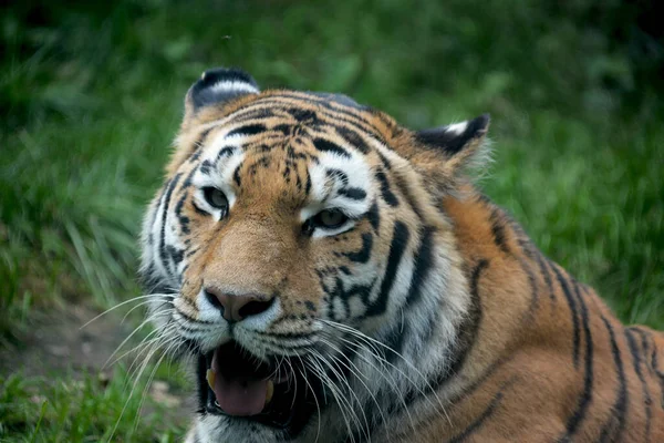 Silný Tygr Zblízka Pohled Tygra Tygří Oko Tygří Úšklebek Usměj — Stock fotografie