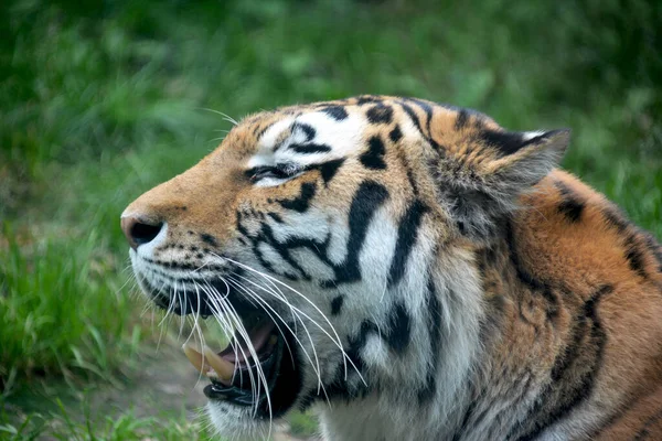 Tiger resting on the green grass. Eye of the tiger. The world of animals.