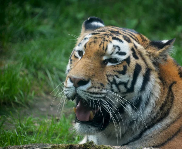 Tiger resting on the green grass. Eye of the tiger. The world of animals.