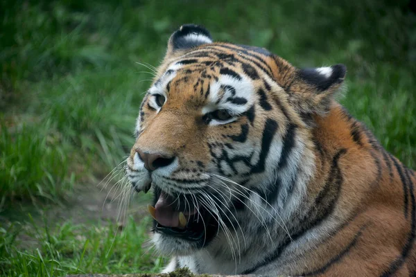 Tiger resting on the green grass. Eye of the tiger. The world of animals.