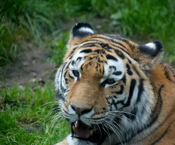 Een Krachtige Tijger Close Blik Van Een Tijger Oog Van — Stockfoto