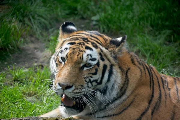 Tiger resting on the green grass. Eye of the tiger. The world of animals.