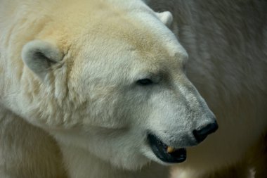 Polar bear. The world of animals.
