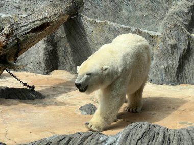 Polar bear. The world of animals.