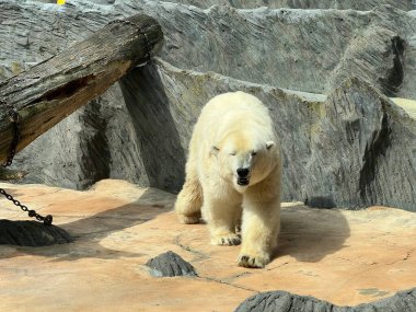 Polar bear. The world of animals.