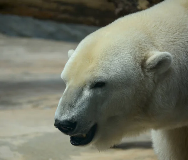 Polar Bear World Animals — Stock Photo, Image