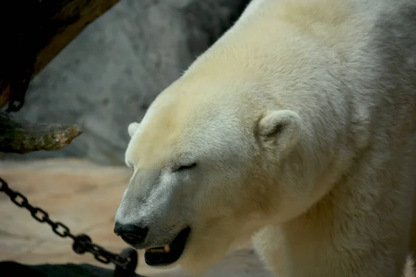 Polar Bear World Animals — Zdjęcie stockowe
