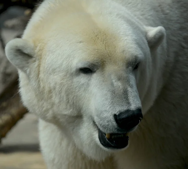 Polar Bear World Animals — Stock Photo, Image