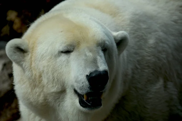 Polar Bear World Animals —  Fotos de Stock