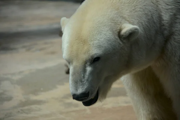 Polar Bear World Animals — Stockfoto