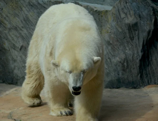 Polar Bear World Animals — Stock Photo, Image