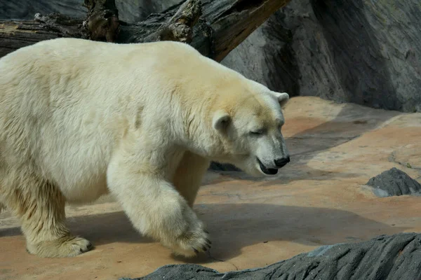 Polar Bear World Animals — Stock Photo, Image