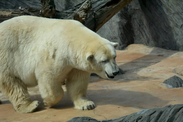 Polar Bear World Animals — Stock Photo, Image