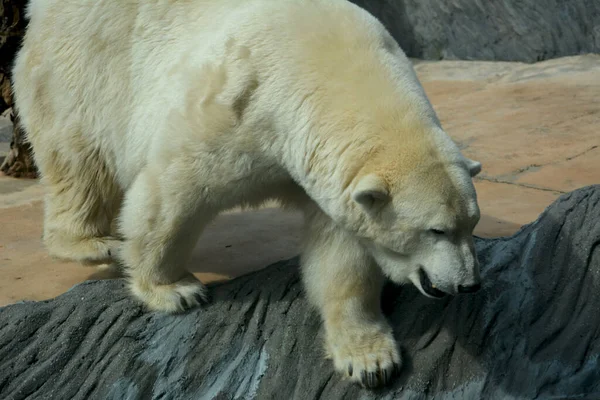 Polar Bear World Animals — Zdjęcie stockowe