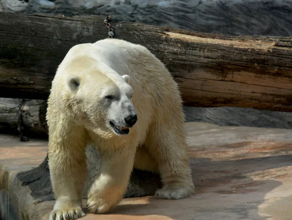 Polar Bear World Animals — стоковое фото