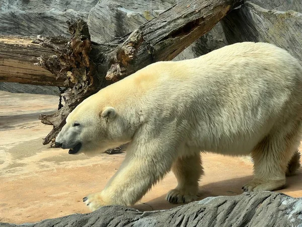 Polar Bear World Animals — Stock Photo, Image