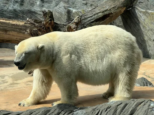 Polar Bear World Animals — Stockfoto