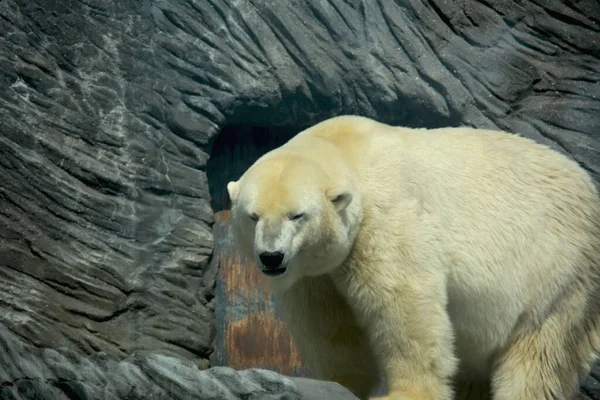 Polar Bear World Animals — Stockfoto