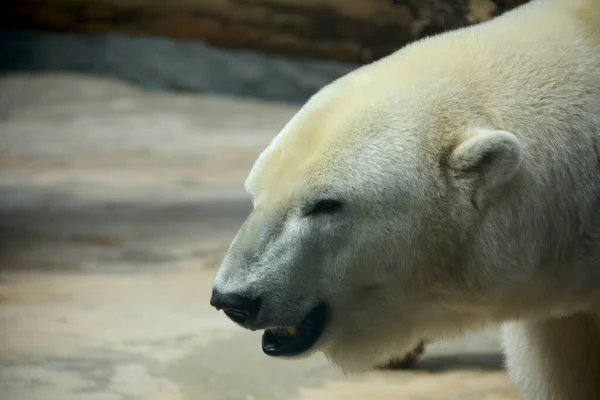 Polar Bear World Animals Stock Photo