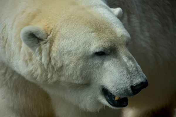 Polar Bear World Animals Stock Image