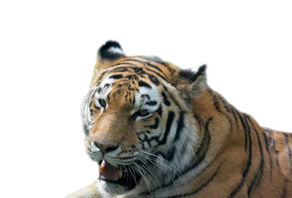 Belo Tigre Sobre Fundo Branco Olho Tigre Mundo Dos Animais — Fotografia de Stock