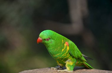 Güzel yeşil bir papağana bak..