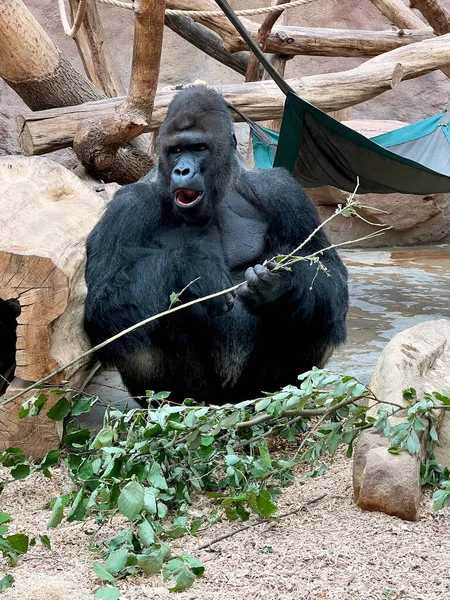 Gorilla Frisst Und Sieht Gorilla Aus Nächster Nähe Gorilla Look — Stockfoto