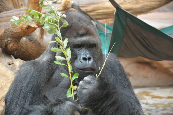 Gorilla Eats Looks Gorilla Eyes Gorilla Close — ストック写真