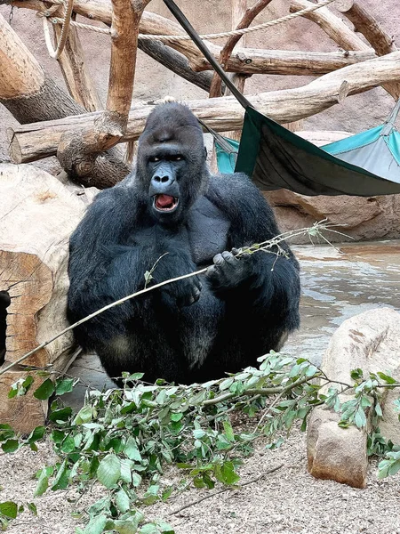 Gorilla Eats Looks Gorilla Eyes Gorilla Close Gorilla Look World — Stockfoto