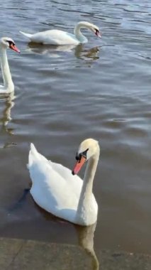 Beautiful swans swim in the lake. Vertical video for social media. Relaxing stock video footage.