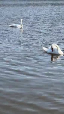 Beautiful swans swim in the lake. Vertical video for social media. Relaxing stock video footage.