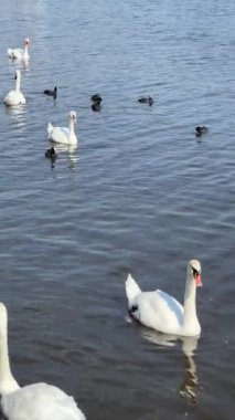 Beautiful swans swim in the lake. Vertical video for social media. Relaxing stock video footage.