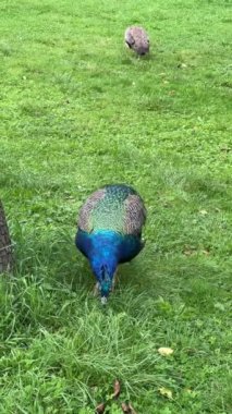 Peacock ilginç bir şey arıyor. Sosyal medya için dikey video.