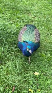 Peacock looking for something interesting. Vertical video for social media. Relaxing stock video footage.