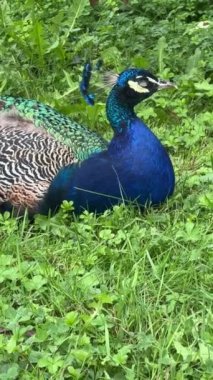 Peacock looking for something interesting. Vertical video for social media. Relaxing stock video footage.